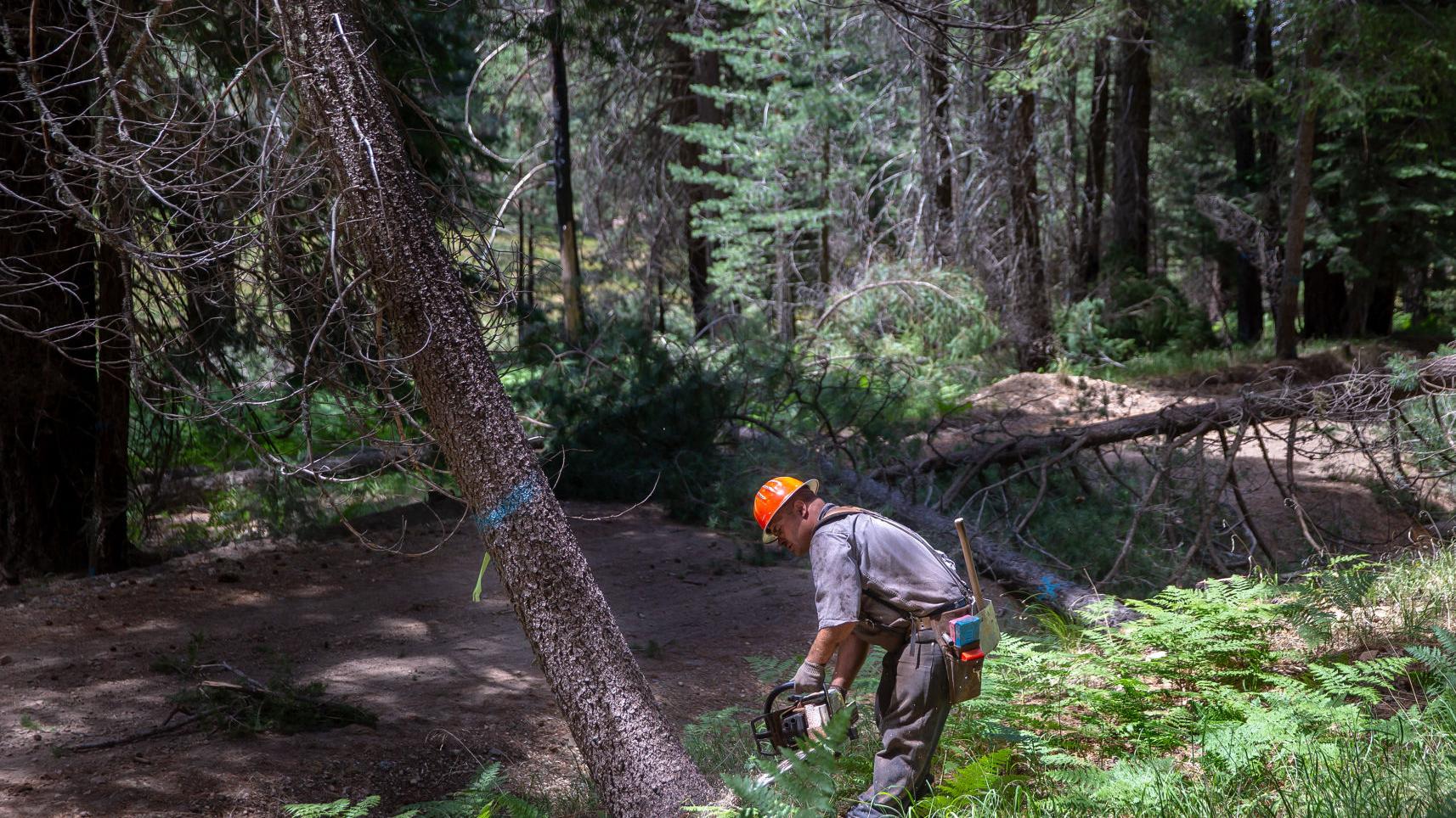 Photos: Logging operation on Mt. Graham improves wildlife habitat, reduces fire danger
